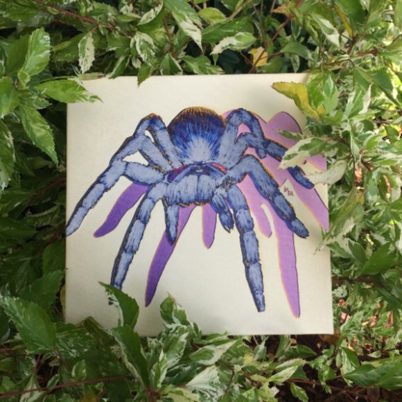 Tarantula - Original Wall Art print on 12 x 12 canvas - Picture 6 of 6